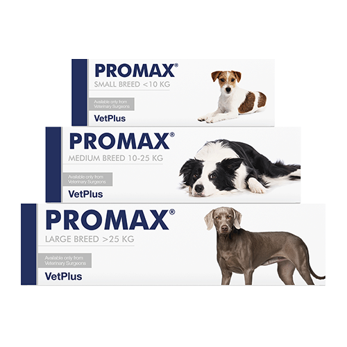 PROMAX® Medium - 18 ml Injektor - MyStetho Veterinary